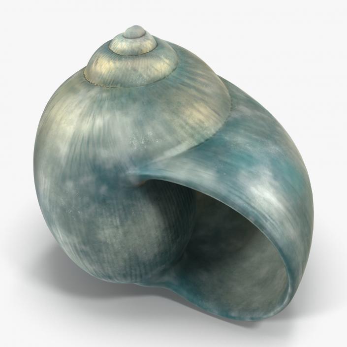 3D model Seashell 2