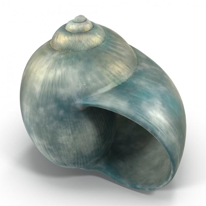 3D model Seashell 2