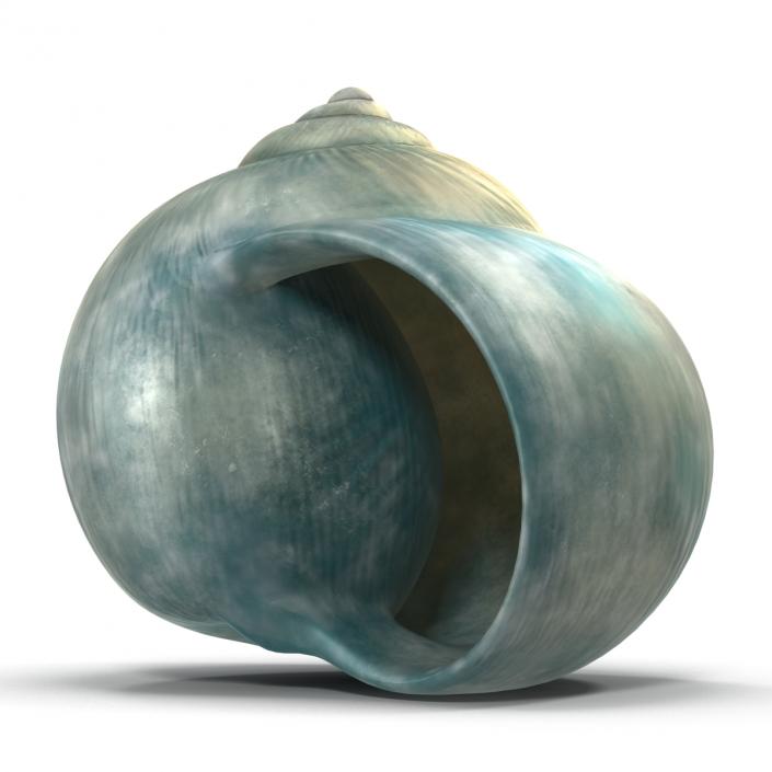 3D model Seashell 2