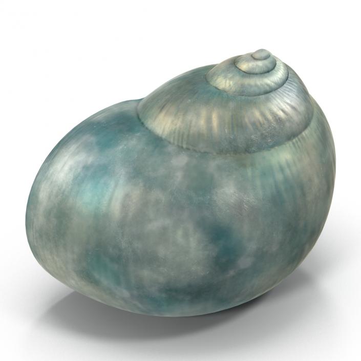 3D model Seashell 2