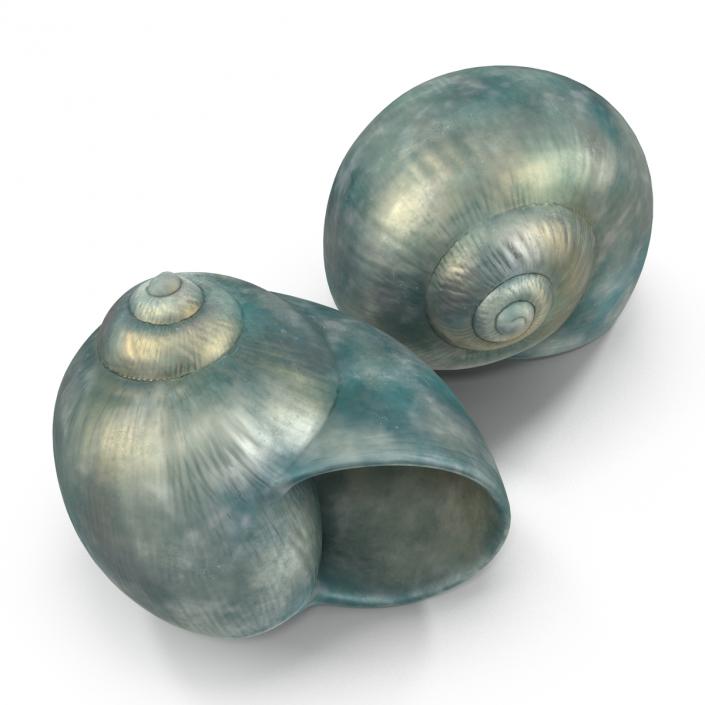 3D model Seashell 2