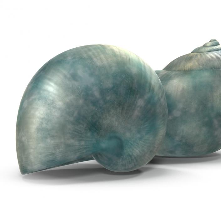 3D model Seashell 2