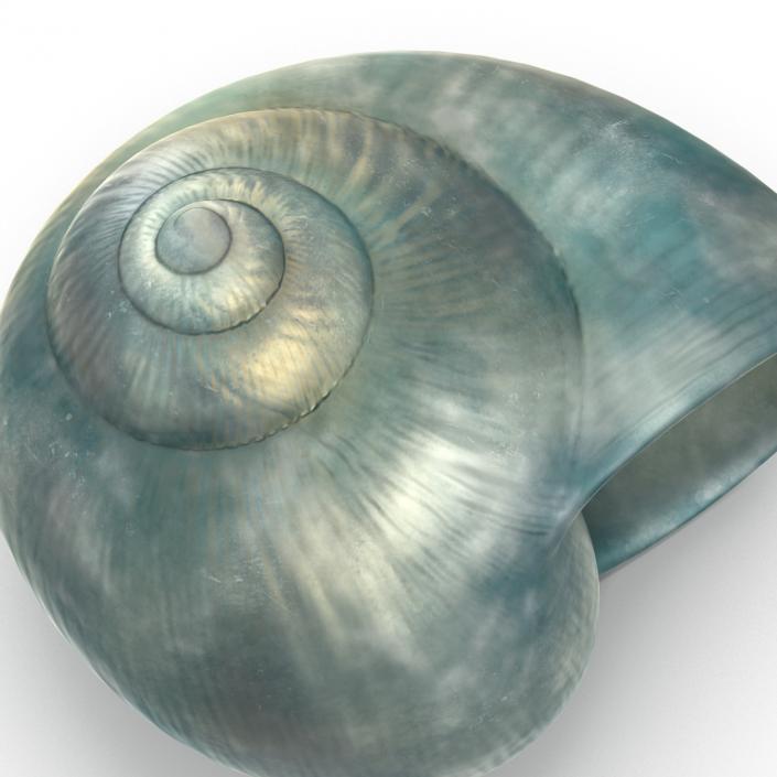 3D model Seashell 2