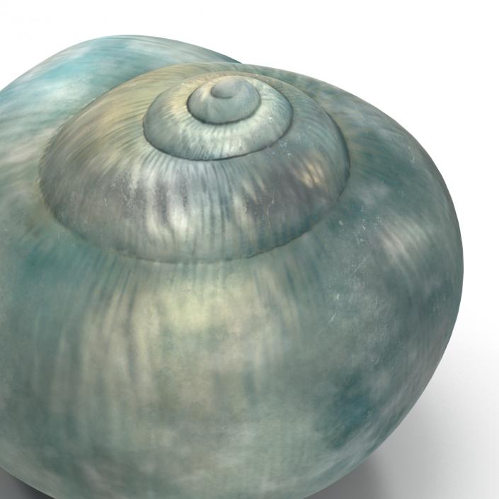 3D model Seashell 2