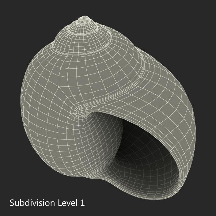 3D model Seashell 2