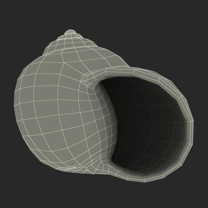 3D model Seashell 2