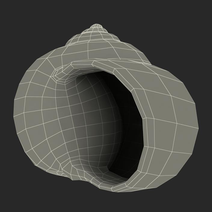 3D model Seashell 2