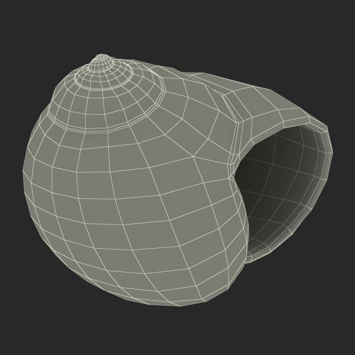 3D model Seashell 2