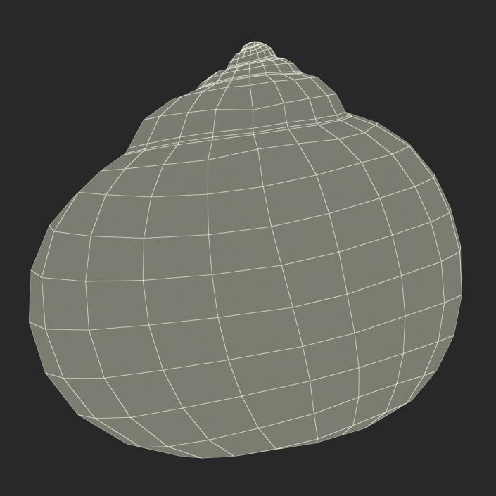 3D model Seashell 2