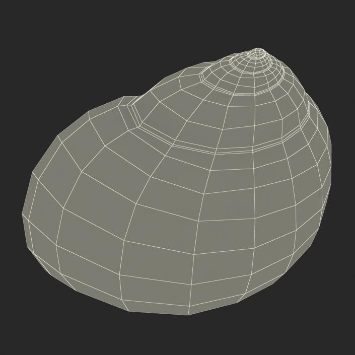 3D model Seashell 2