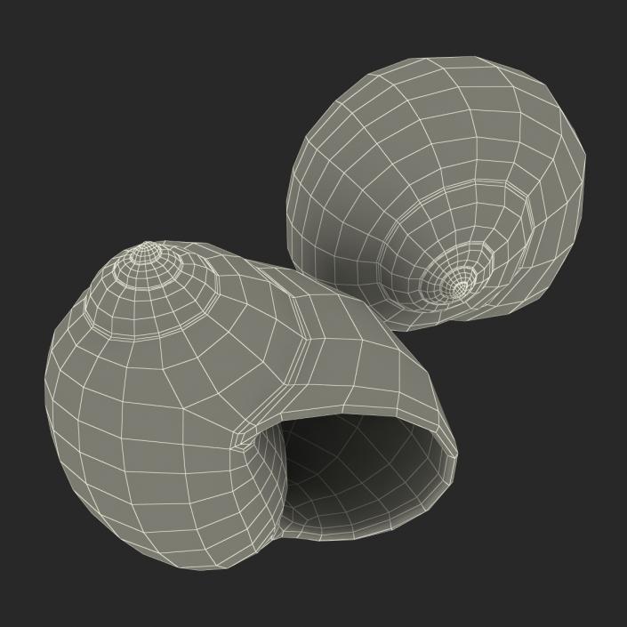 3D model Seashell 2