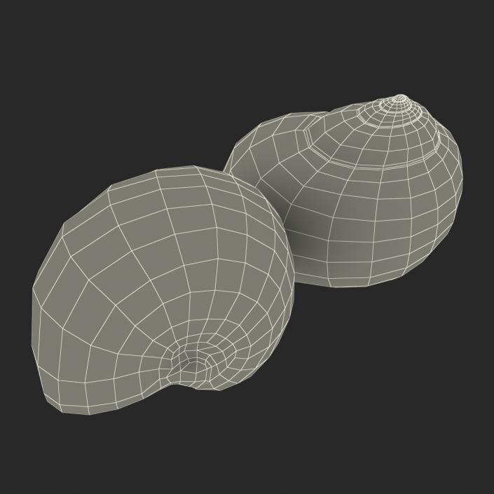 3D model Seashell 2