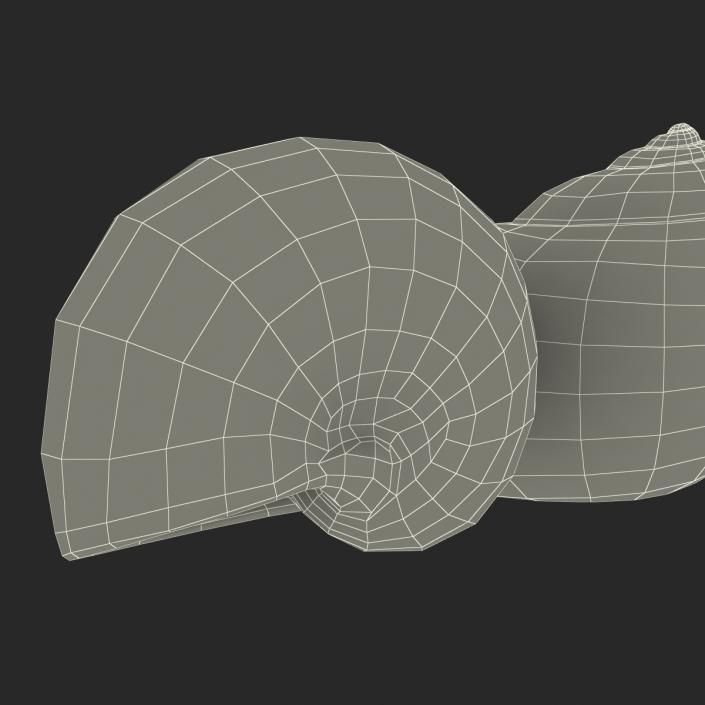 3D model Seashell 2