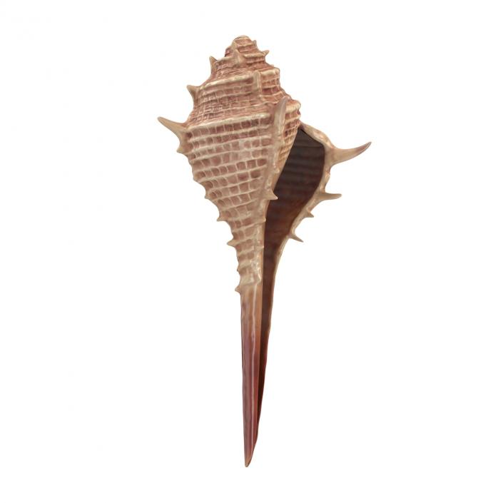 3D model Seashell 3