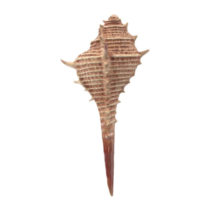 3D model Seashell 3