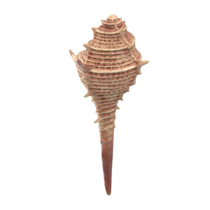 3D model Seashell 3