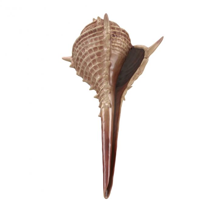 3D model Seashell 3