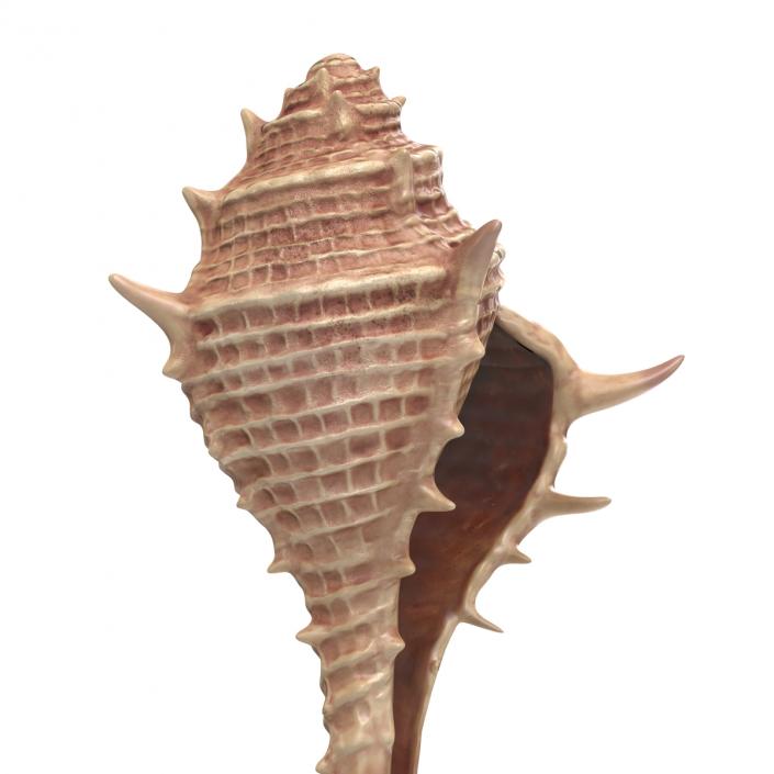 3D model Seashell 3