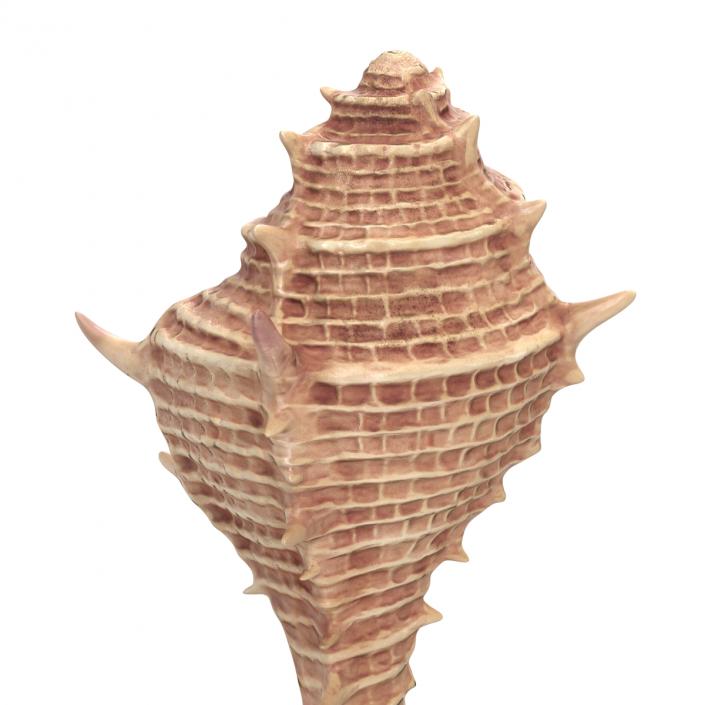 3D model Seashell 3