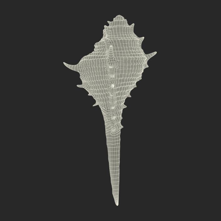 3D model Seashell 3