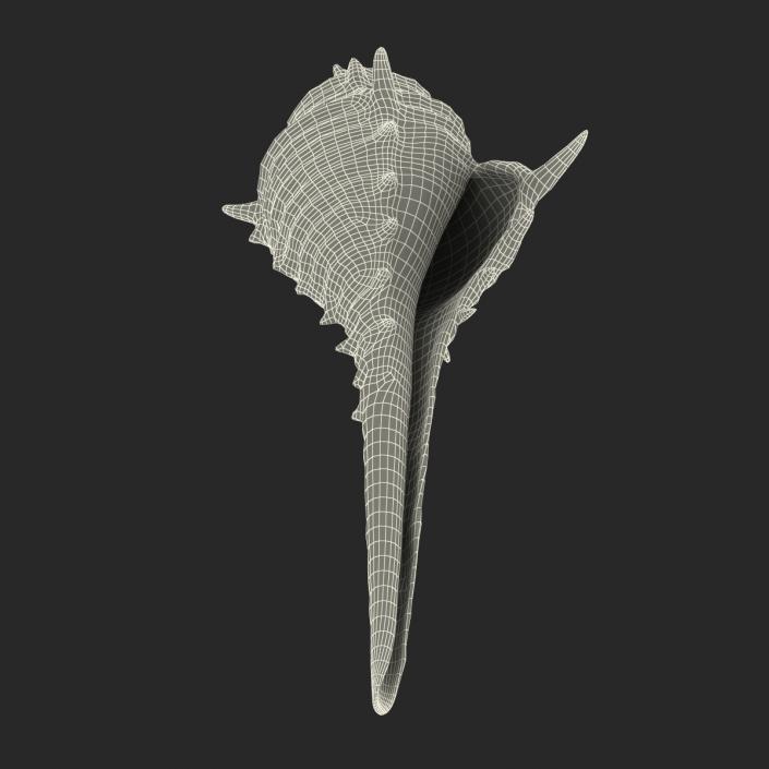 3D model Seashell 3