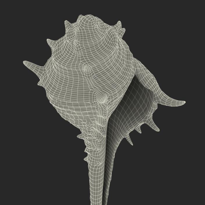 3D model Seashell 3