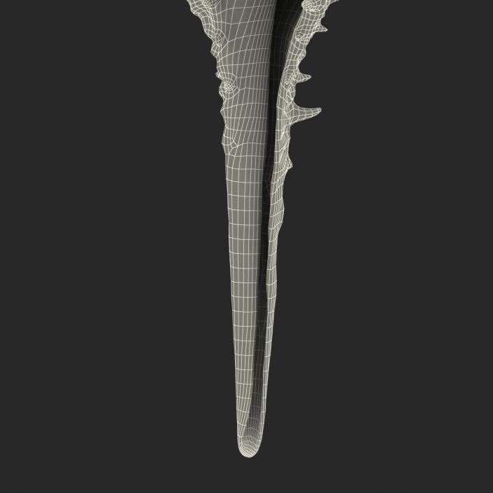 3D model Seashell 3