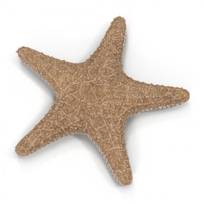 3D model Starfish