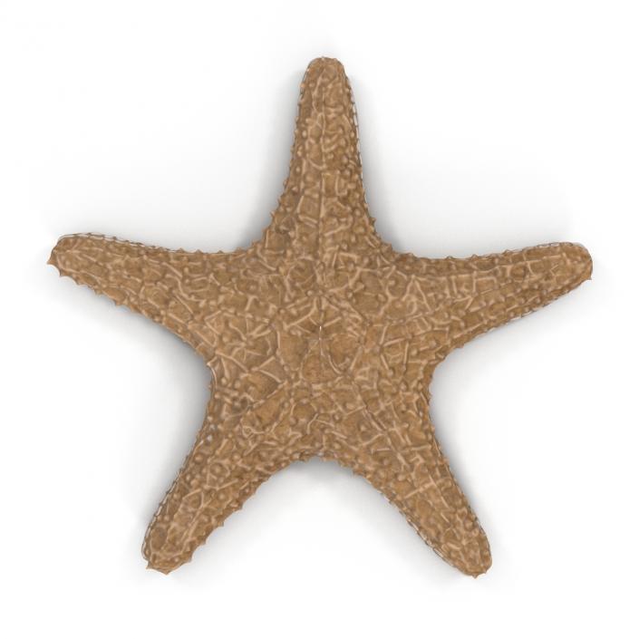 3D model Starfish