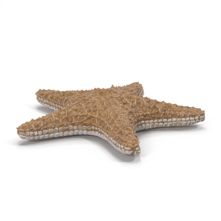 3D model Starfish