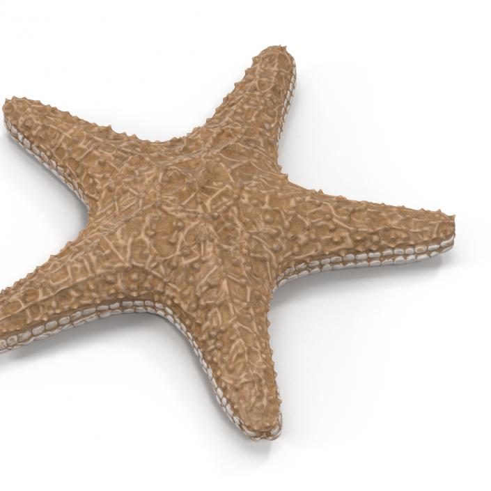 3D model Starfish