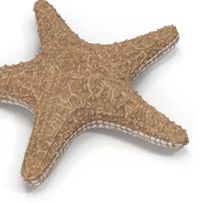 3D model Starfish