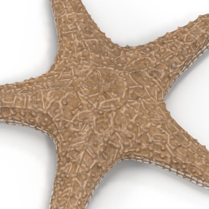 3D model Starfish