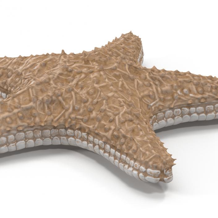 3D model Starfish