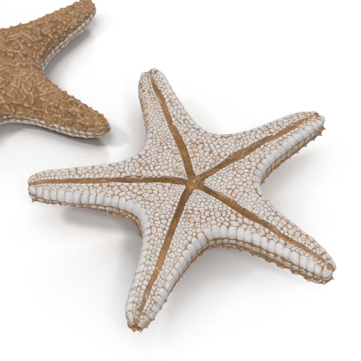 3D model Starfish