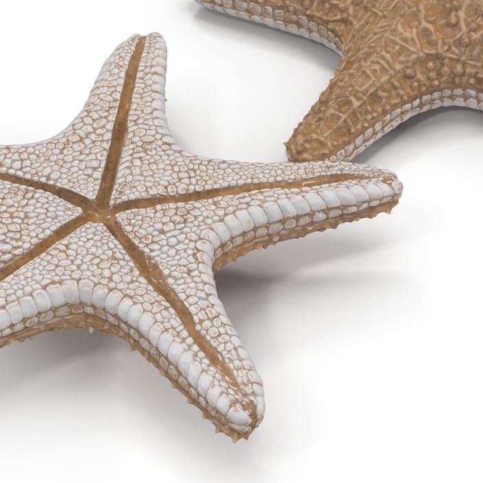 3D model Starfish