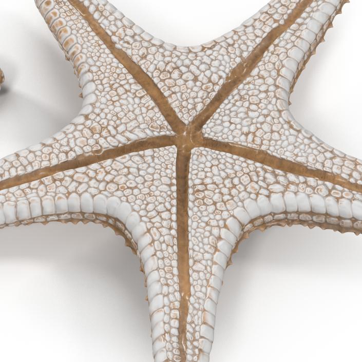 3D model Starfish