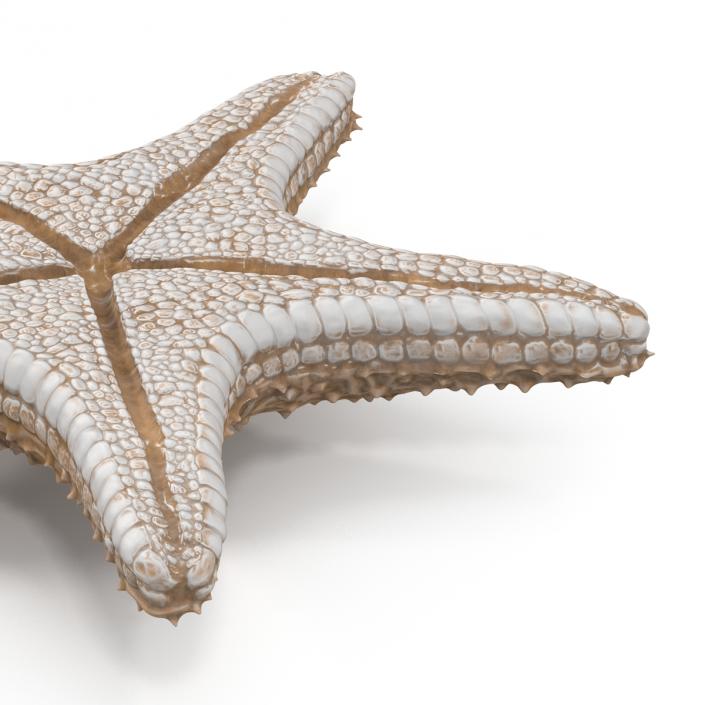 3D model Starfish