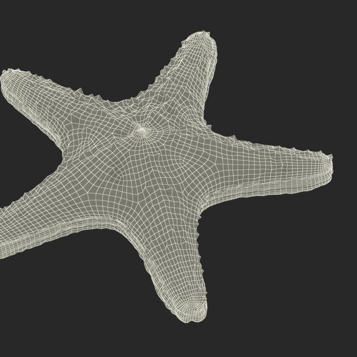 3D model Starfish