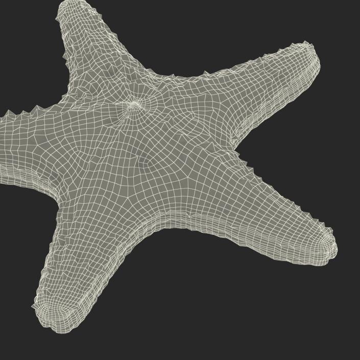 3D model Starfish