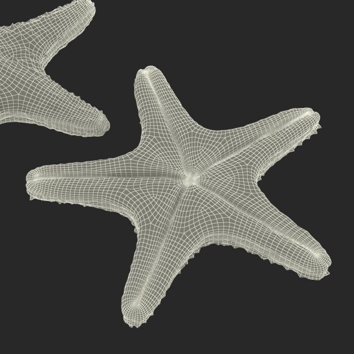 3D model Starfish