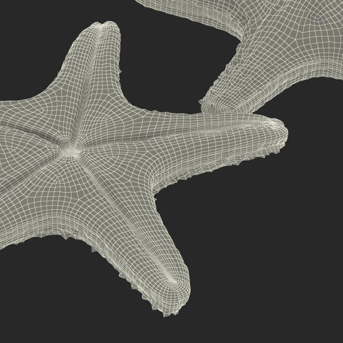 3D model Starfish