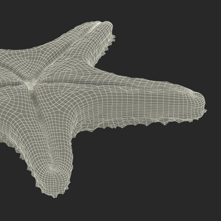 3D model Starfish