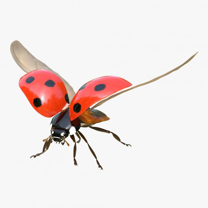 3D model LadyBug Rigged Collection