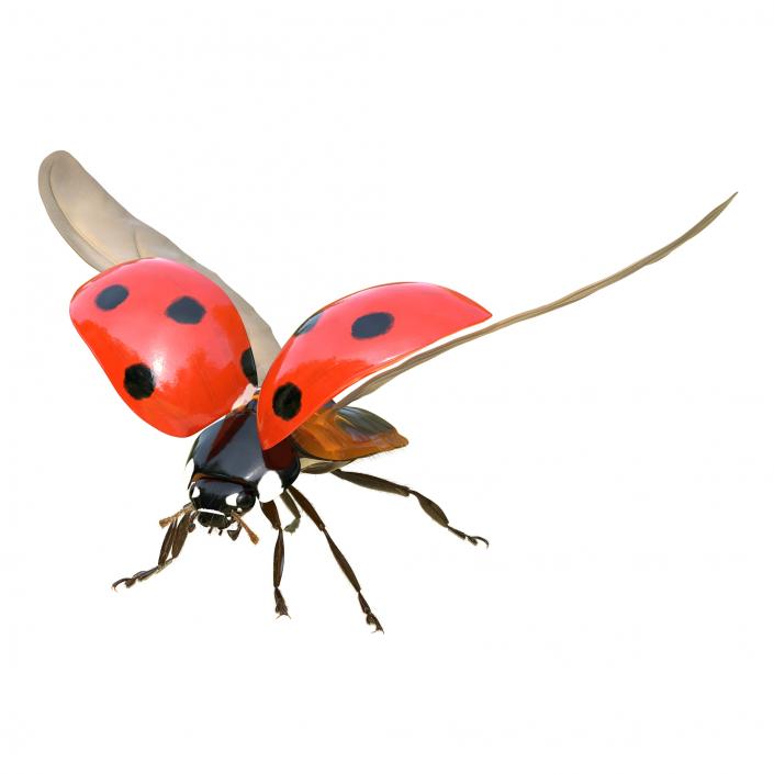 3D model Flying Ladybug with Fur Rigged