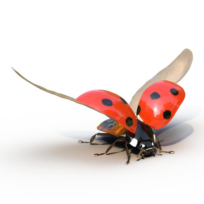 3D model Flying Ladybug with Fur Rigged