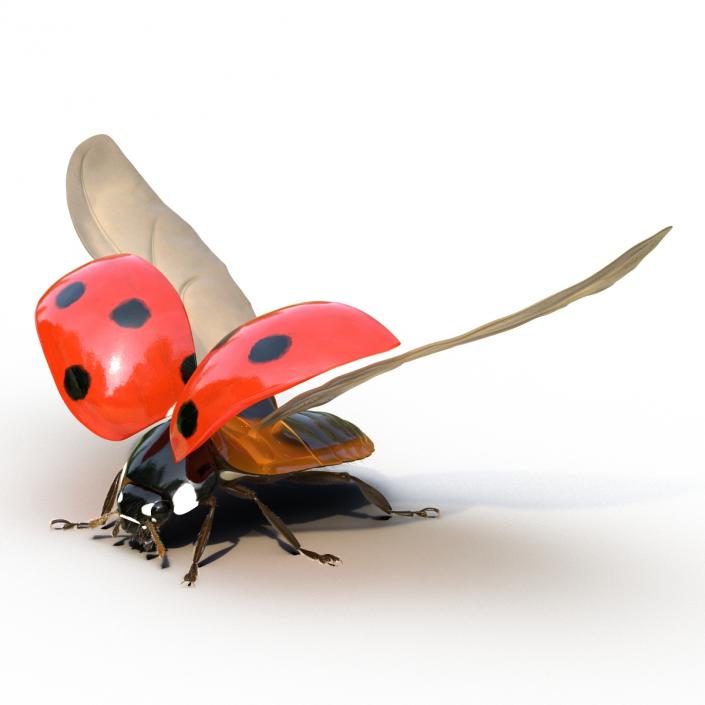 3D model Flying Ladybug with Fur Rigged