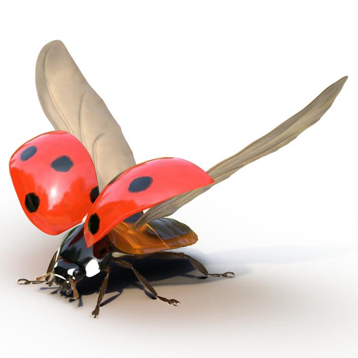 3D model Flying Ladybug with Fur Rigged