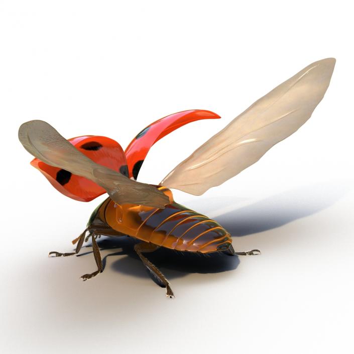 3D model Flying Ladybug with Fur Rigged