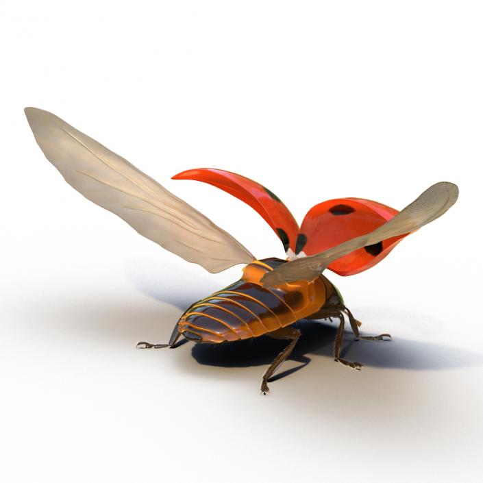 3D model Flying Ladybug with Fur Rigged